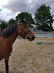 Photo n°13 de Poney Club de Sucy à Sucy-en-Brie (Centre équestre)