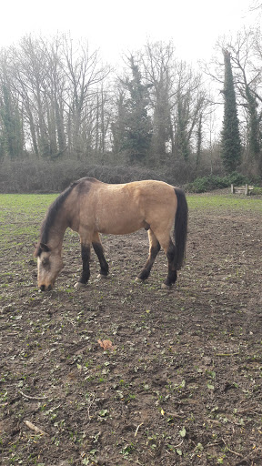 PONEYLAND DE LUISANT - Thumbnail
