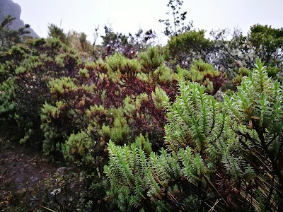 Photos of Tapant&iacute; National Park