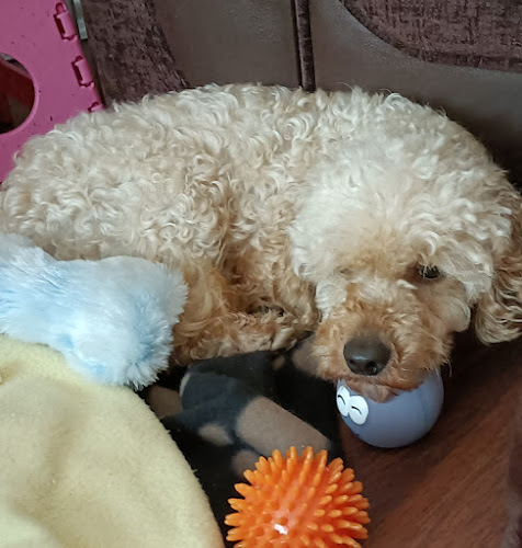 Stray Aid Dogs & Cats Home, Coxhoe, Durham DH6 4EL