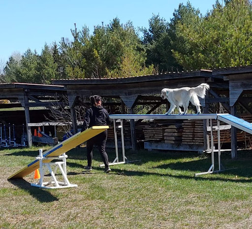 Accro Canin - Visual