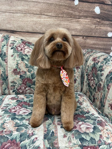 Paw Cutz (Aquia Grooming) Logo