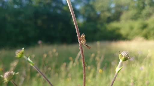 Echo Lodge Meadows - Visual