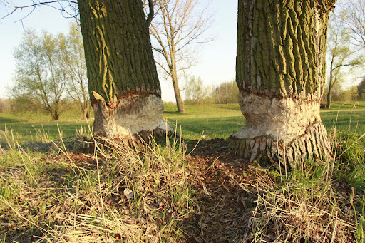 Naturfachkundliche Führungen - Naturkundezentrum Spreeaue e. V. - Thumbnail