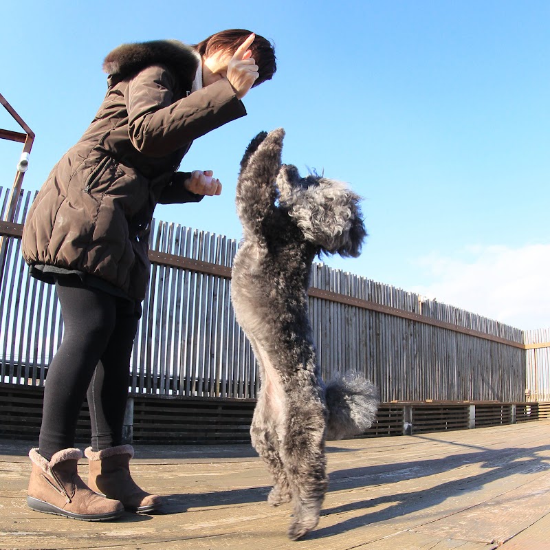 スタジオドッグラン 愛知県名古屋市本地通 犬専用公園 公園 グルコミ