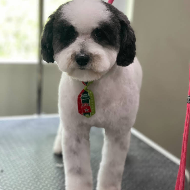 Bubbles & Clips Pet Grooming - Pet Grooming in Port Saint Lucie