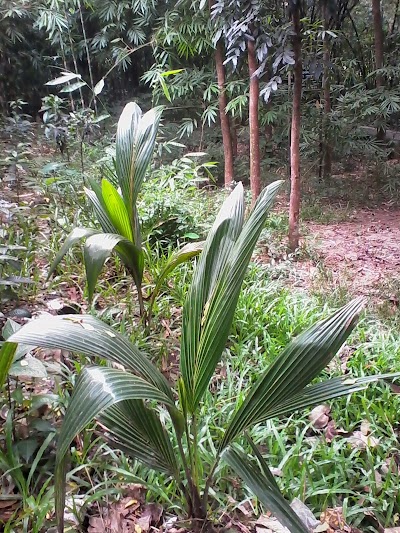 Photos of নিপবন