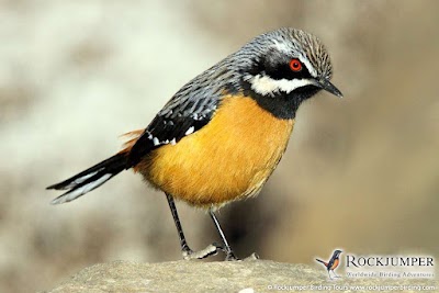 Photos of Rockjumper Birding Tours