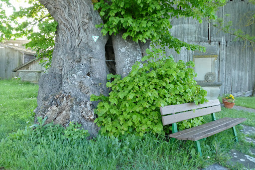 Linde in Herbstadt - Visual