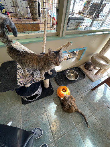 SpayMart Thrift Store and Adoption Center Gallery - United States
