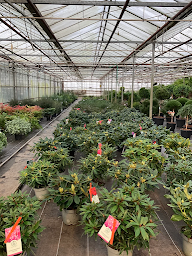 Photo n°25 de Fleurs Du Léon SAS à Plouénan (Pépinière)