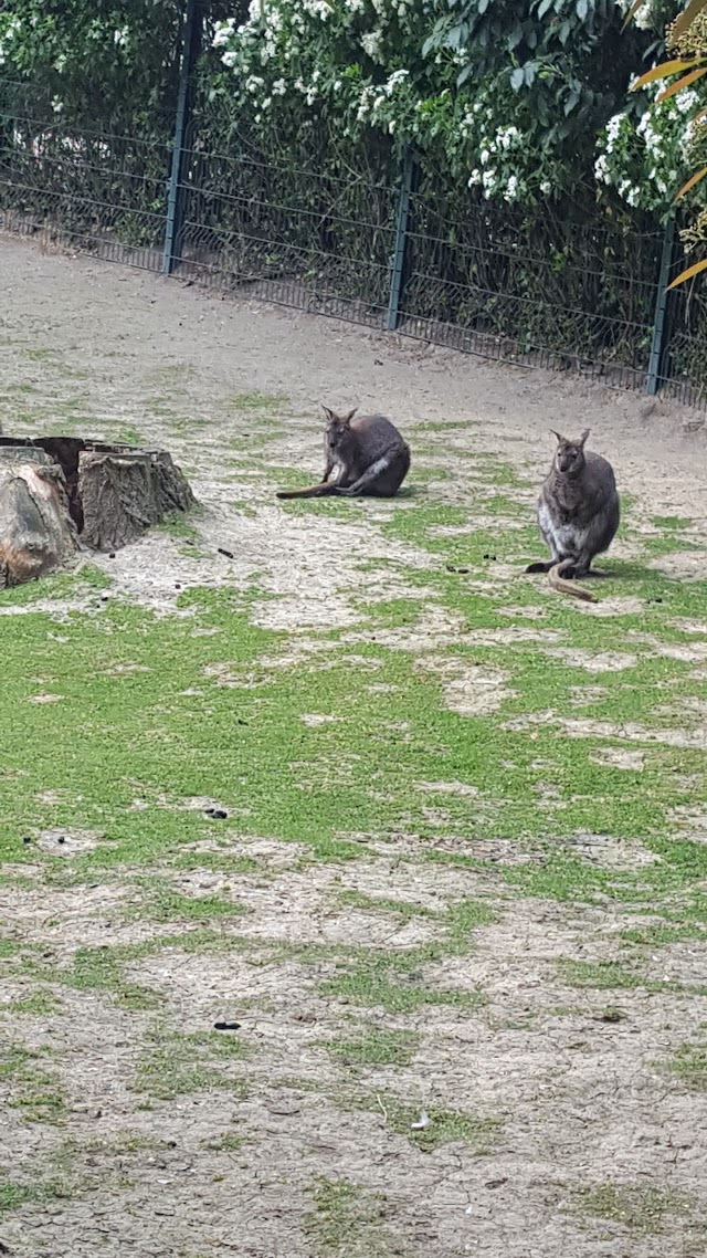 Enclos des Wallabies