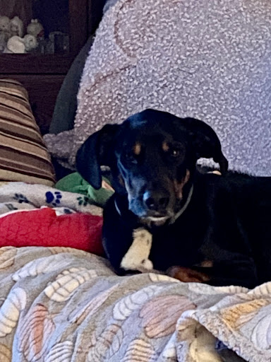 Mac and Copper’s Pet Supply Outlet Gallery - United States