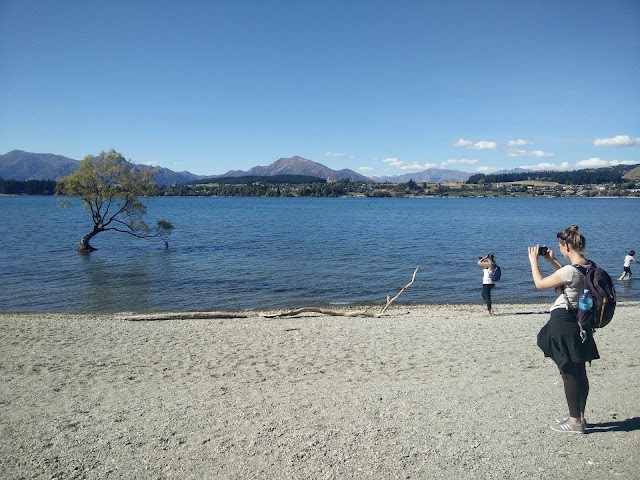 The Wanaka Tree