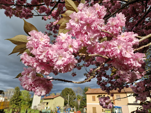 Azienda Ortofrutticola Sandrin Luigi e Bais Romina - Thumbnail