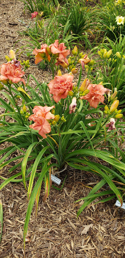 Deb's Daylilies