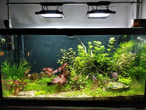 Sagar Fish Aquarium - Thumbnail