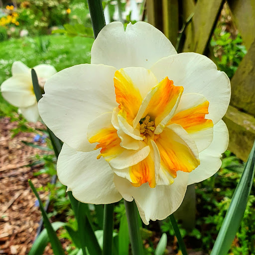 Koeman Flowerbulbs / Florablom - Thumbnail