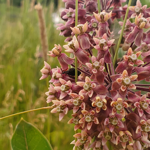 Willows at Brandow Point Gallery - United States