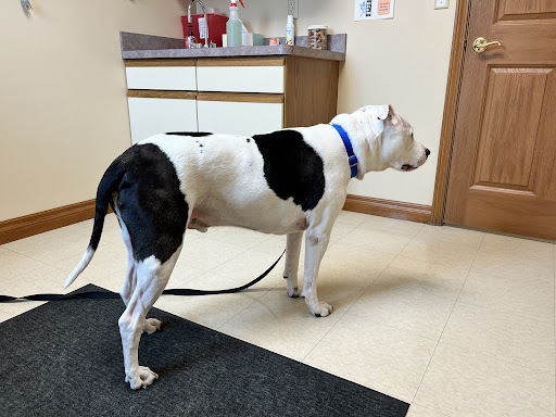 Animal Medical Center of Lapeer - Thumbnail