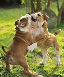 Photo n°11 de Élevage de la Landerie à Beaussais-sur-Mer (Éleveur de chiens)