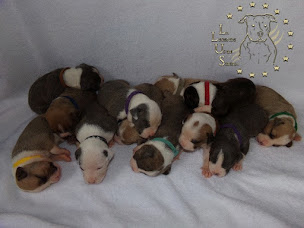 Photo n°26 de Elevage La Legende US De Siberia: chiots American Staffordshire Terrier à La Porcherie ()
