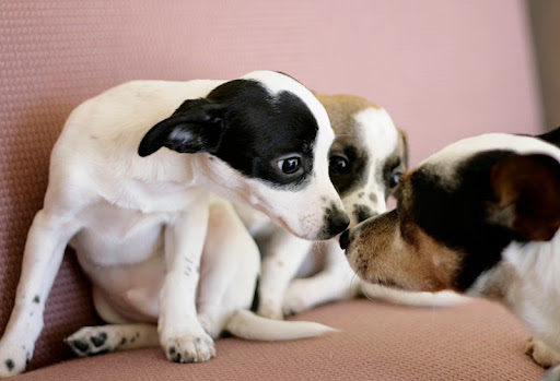 Somis Veterinary Hospital - Thumbnail