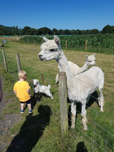 Manorafon Farm Park - Thumbnail