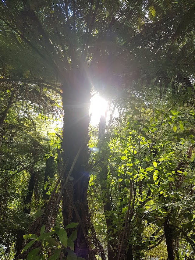 Kauaeranga Valley Road End