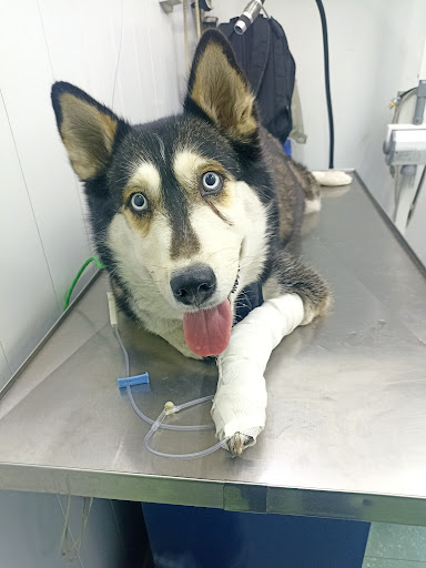 Veterinario Vista Bella