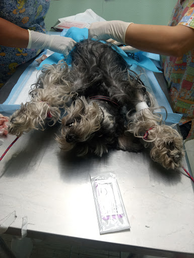 Veterinaria Cleo
