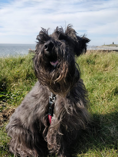 Summerleaze Pet Crematorium - Thumbnail