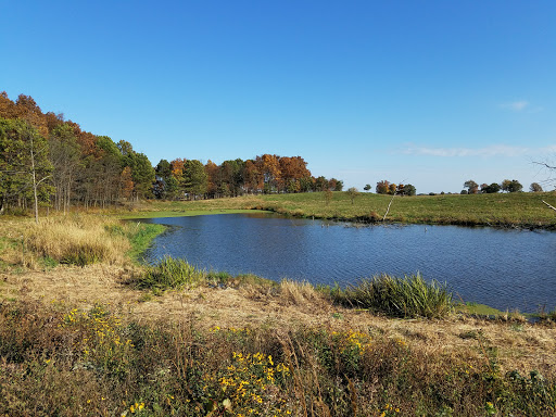 Pine Dunes Forest Preserve