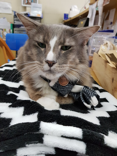 My Best Friend Veterinary Centre