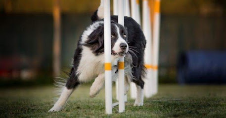 Adventure Dog Centro Cinofilo