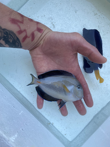 SALGADO AQUATICS - Thumbnail