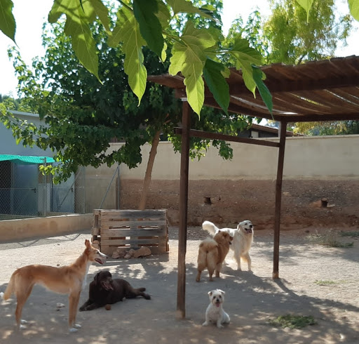 Hotel para perros Residencia Canina Sagunto