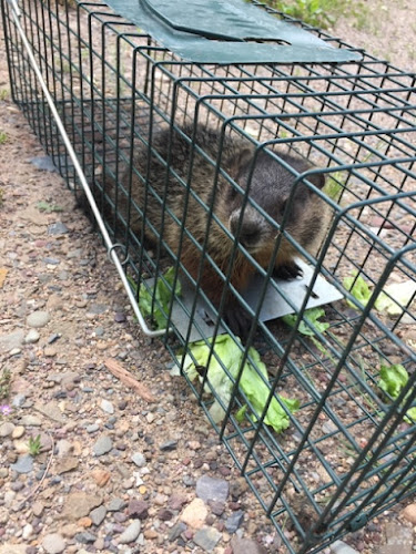 Adams Pest Control Halifax photo 1