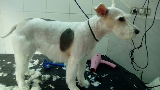 Clínica Veterinaria Más que Mascotas - Thumbnail