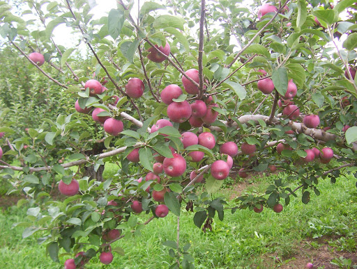 Wellwood Orchards Inc. Logo
