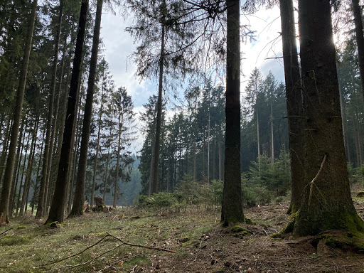 Quelle der Nette (Eifel)