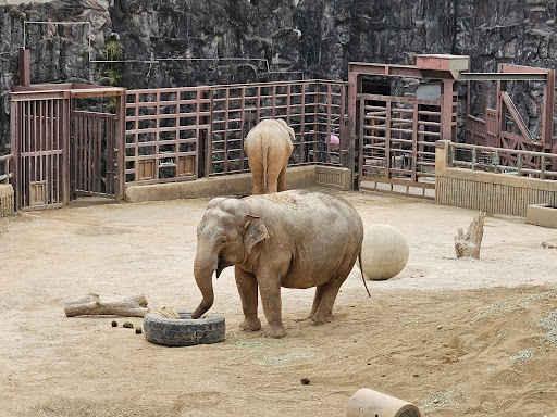 Seoul Zoo - Thumbnail