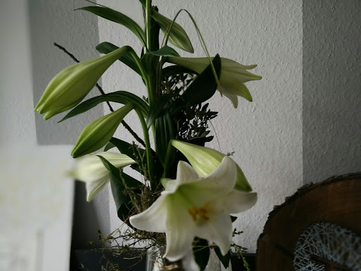 Blumenbinderei Flores - Thumbnail