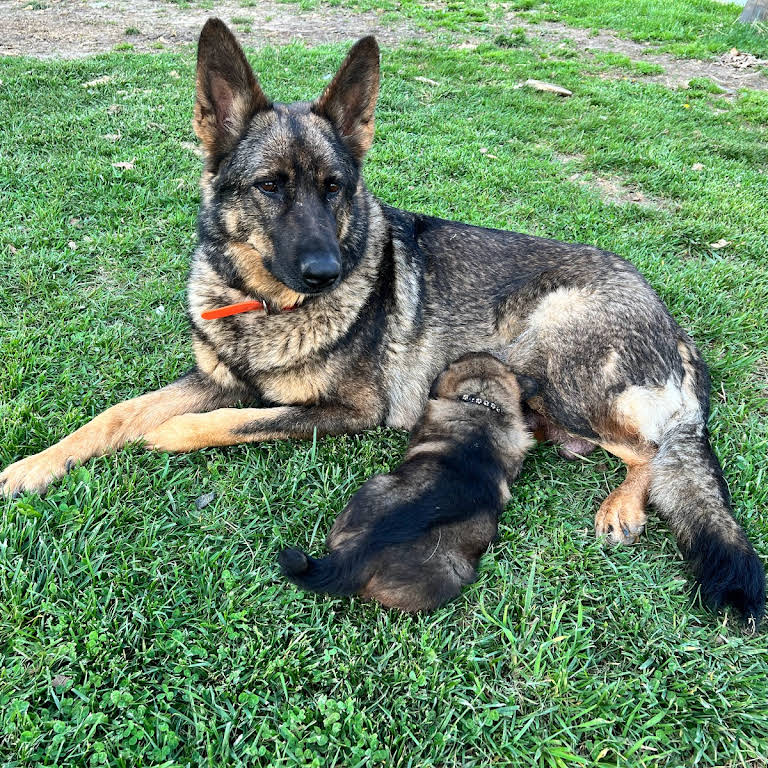 Von Breker German Shepherds - Dog Breeder