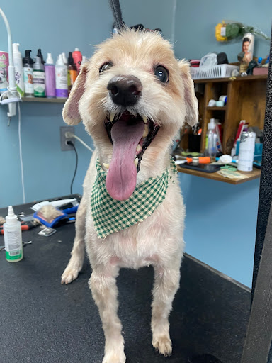 Fluffed Up Pets, Inc. - Thumbnail
