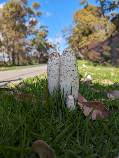 McClelland Reserve - Thumbnail