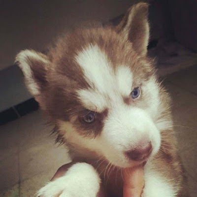 Photos of cabinet veterinaire Dr Abdennebi Djamil
