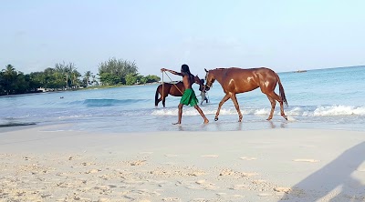 Photos of GFish Watersports Barbados