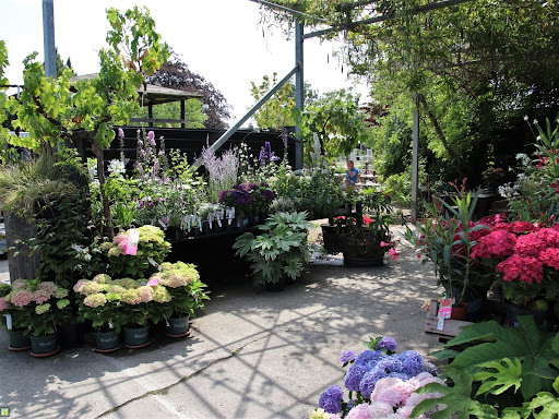 Plantentuin Esveld - Thumbnail