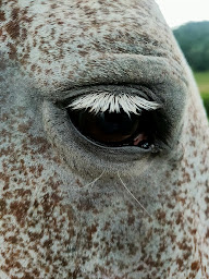 Photo n°12 de Centre Equestre CantaL' EquiLibre à Lascelles (Centre équestre)